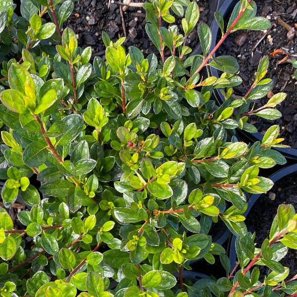 Azalea 'Ward's Ruby', green foliage on young plants
