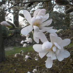 Magnolia | Waterlily