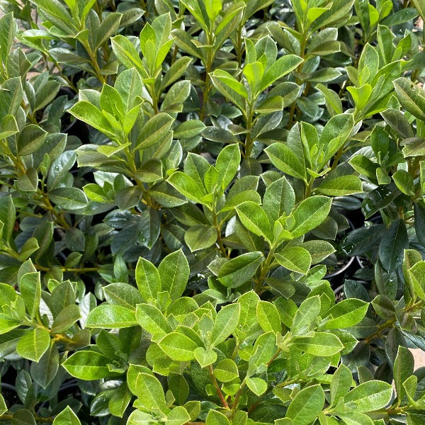 Rhododendron 'Wedding Gown' green foliage