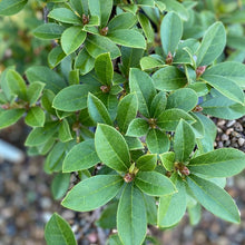 Load image into Gallery viewer, Rhododendron &#39;Wedding Gown&#39; green foliage
