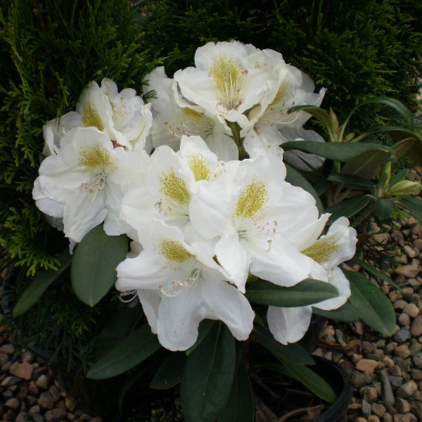 Rhododendron 'White Flare', evergreen shrub with dark-green foliage and clusters of funnel-shaped, pure-white flowers with a soft-yellow flare.