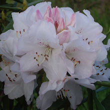 Load image into Gallery viewer, Rhododendron &#39;White Lady&#39; pure white flowers on dark green foliage
