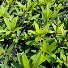 Load image into Gallery viewer, Rhododendron &#39;White Lady&#39; green foliage
