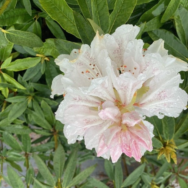 Rhododendron 'White Lady' pure white flowers on dark green foliage