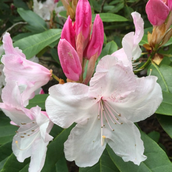 Rhododendron | White Pearl