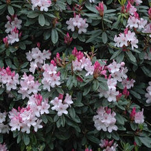 Load image into Gallery viewer, Rhododendron | White Pearl
