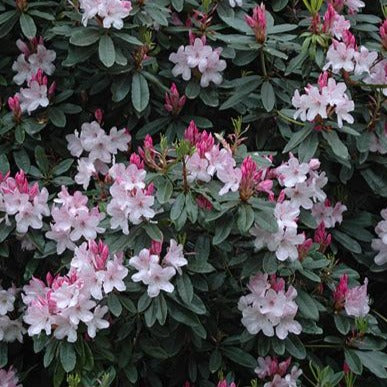 Rhododendron | White Pearl