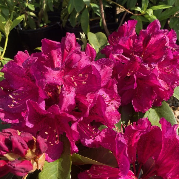 Rhododendron 'William Downing', evergreen shrub with deep-green ovate foliage and upright trusses of plum-red flowers with a carmine blotch