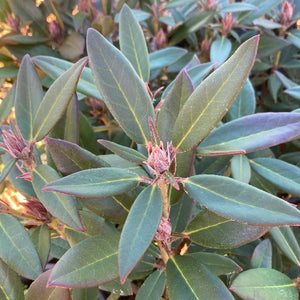 Rhododendron 'Winsome' green foliage