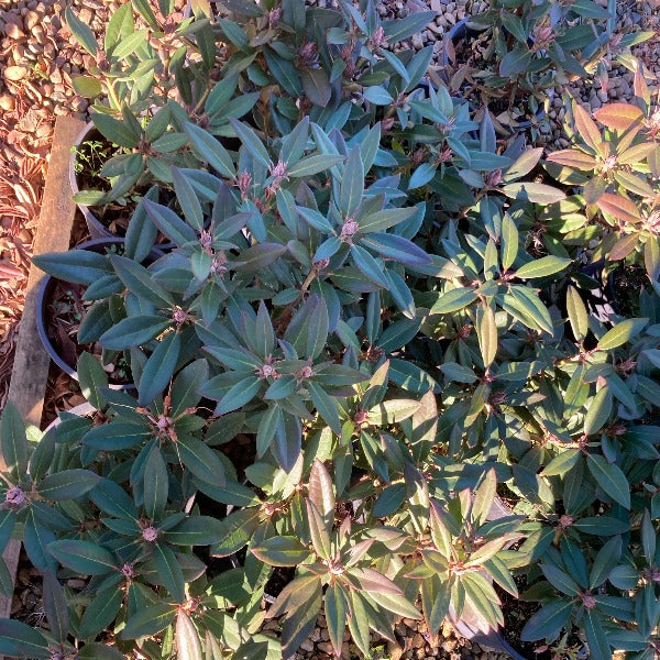 Rhododendron 'Winsome' foliage