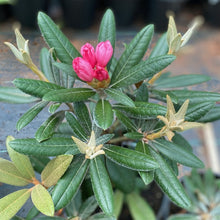 Load image into Gallery viewer, Rhododendron Yakusimanum pink form, green foliage and pink buds
