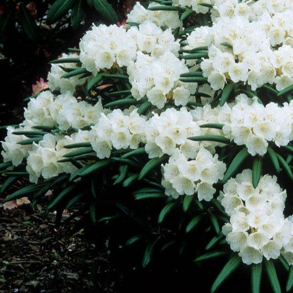 Rhododendron | Yaku Angel