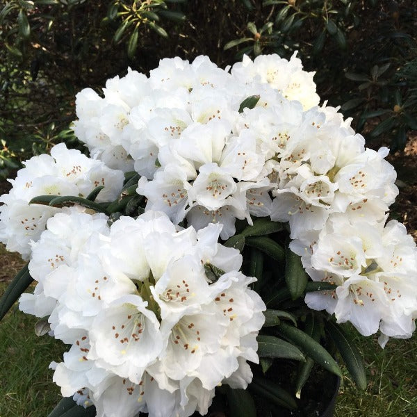 Rhododendron | Yaku Angel