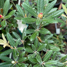 Load image into Gallery viewer, Rhododendron Yak x Mayday green foliage
