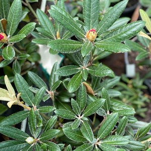 Rhododendron Yak x Mayday green foliage