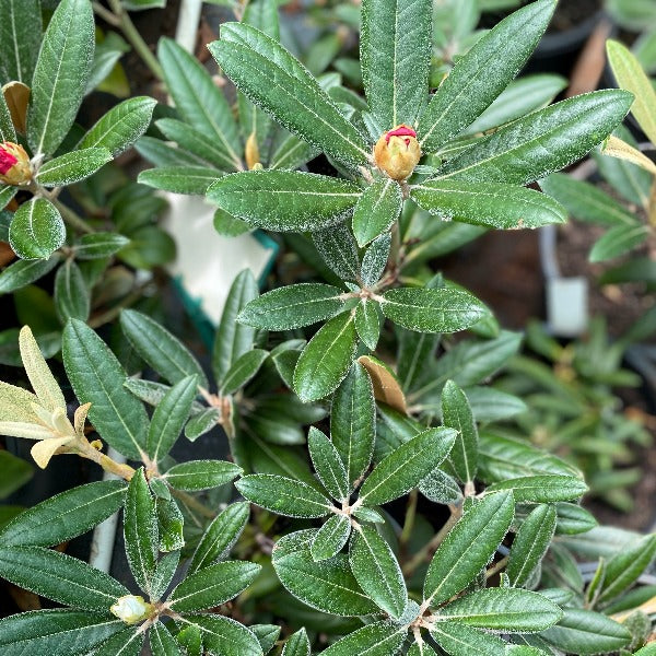 Rhododendron Yak x Mayday green foliage