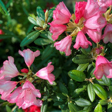 Load image into Gallery viewer, Rhododendron &#39;Yakusimanum Pink form&#39; evergreen shrub with bright green foliage and pink flowers.
