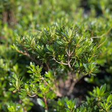 Load image into Gallery viewer, Azalea Yochiyo green foliage
