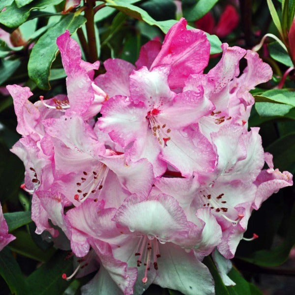 Rhododendron 'You Beaut', evergreen shrub with bright-green foliage and trusses of funnel-shaped, deep lilac-pink flowers with paler pink centres.