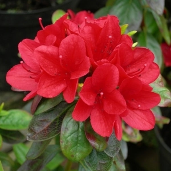 Azalea 'Wards Ruby', evergreen with ruby-red flowers.