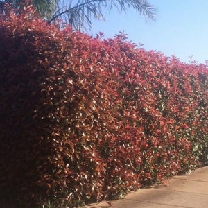 Photinia | Robusta