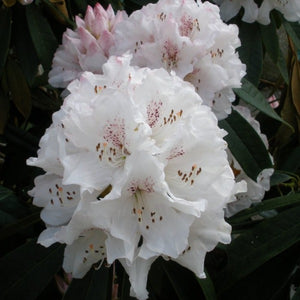 Rhododendron | Boddaertianum