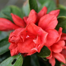 Load image into Gallery viewer, Azalea &#39;Scarlet Gem&#39;, evergreen shrub with bright red, hose in hose flowers.
