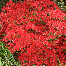 Load image into Gallery viewer, Azalea &#39;Red Robin&#39;, evergreen shrub with bright red flowers.

