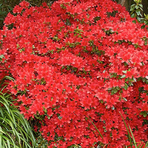 Azalea 'Red Robin', evergreen shrub with bright red flowers.