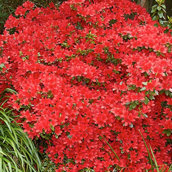 Azalea 'Red Robin', evergreen shrub with bright red flowers.