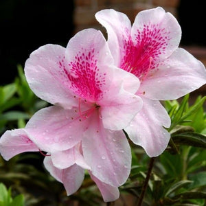 Azalea 'lAlphonse Anderson", evergreen shrub with bright-green foliage candy pink flowers.
