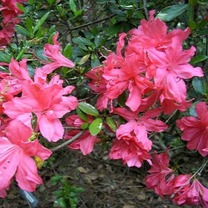 Azalea "Kasane Kagabiri", evergreen shrub with salmon-pink flowers.