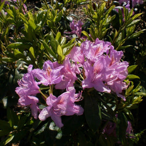 Rhododendron | Ponticum