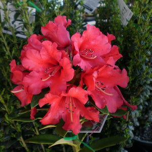 Rhododendron 'Fireman Jeff' red flowers against green foliage