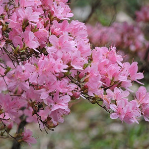 Azalea "Aya Kummuri", evergreen shrub with pink flowers.