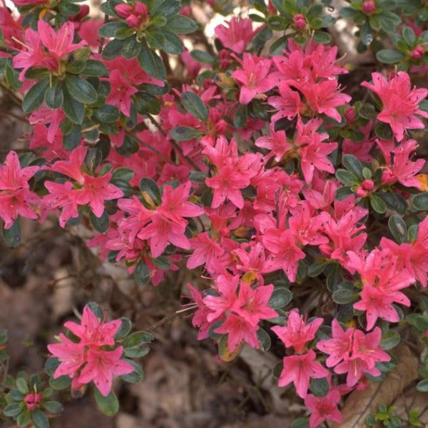 Azalea 'Waka Keyede', evergreen shrub with clear red flowers.