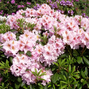 Rhododendron | Janet Blair