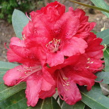 Load image into Gallery viewer, Rhododendron &#39;Iverys Scarlet&#39;, evergreen shrub with glossy, dark-green foliage and trusses of massive, bright-red blooms with crimson spots.
