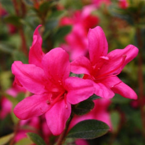 Azalea ' Princess Maude", evergreen shrub with deep pink flowers.