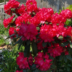 Rhododendron 'Halfdan Lem', evergreen shrub with glossy, green foliage and clusters of bright-red, wavy-edged flowers.