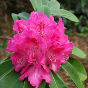 Rhododendron 'Broughtoni', evergreen shrub with deep-green foliage and trusses of rosy-crimson, frilly edged flowers.