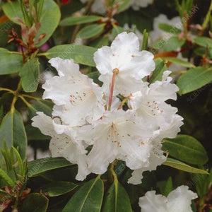 Rhododendron 'Loder's White', evergreen shrub with medium-green foliage and conical trusses of white, slightly frilly blooms.