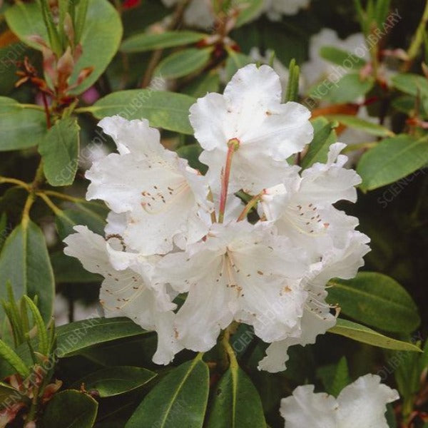 Rhododendron 'Loder's White', evergreen shrub with medium-green foliage and conical trusses of white, slightly frilly blooms.