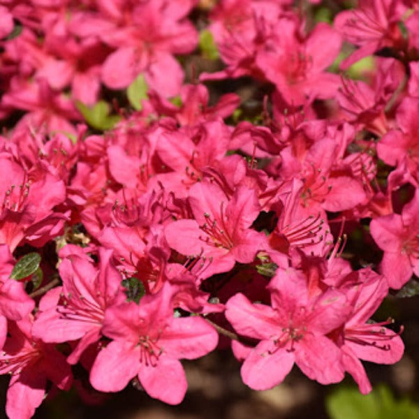 Azalea 'Hinode Giri', evergreen with cerise-pink flowers.
