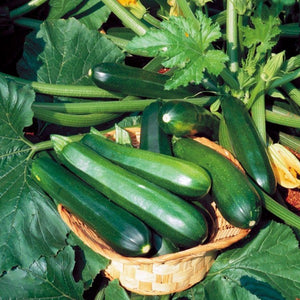 Zucchini 'Black Beauty' | Vintage Heirloom Seeds