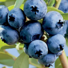 Load image into Gallery viewer, Blueberry | Denise Blue
