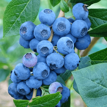 Load image into Gallery viewer, Blueberry &#39;Denise Blue&#39; Northern Highbush 
