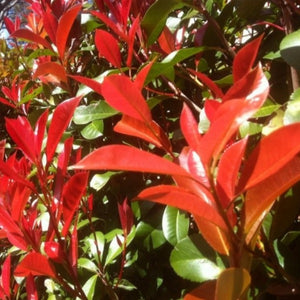 Photinia | Robusta