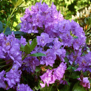 Rhododendron 'Fastuosum Flore Pleno', evergreen shrub with mid-green foliage and clusters of mauve-blue, frilly edges flowers.