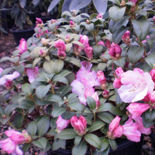 Load image into Gallery viewer, Rhododendron &#39;Pink Gem&#39;, evergreen shrub with small, ovate, dull-green foliage and trusses of hot-pink blooms.
